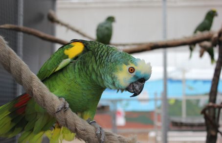 A. a. boliviana - Appie - LK (7)