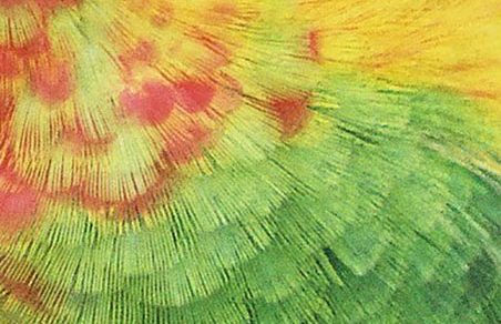 groenwang veerstructuur